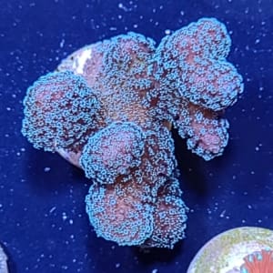 Rainbow Pocillopora