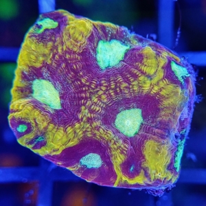 JF Gold Rush Favia