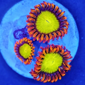 Mandarin Orange