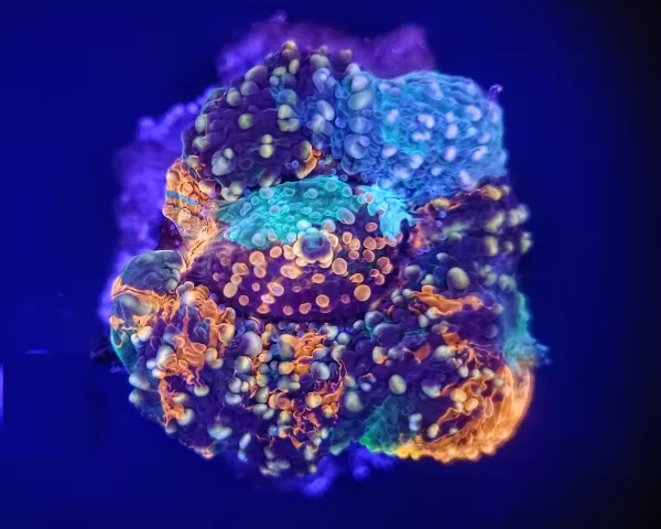Tye Dye Acanthastrea Echinata