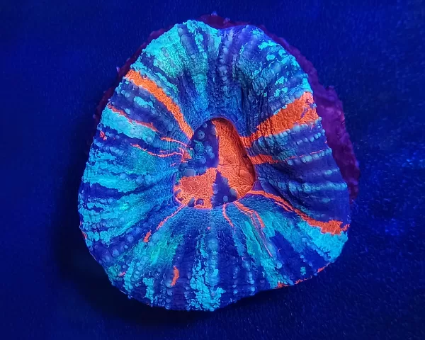 War Paint Scolymia #5