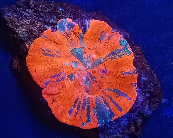 War Paint Scolymia #2